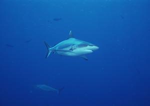 金沢で充実した金箔貼りの体験をしよう