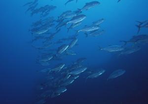 バーベキューを楽しむなら琵琶湖へ